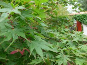 mt_Gallery:Garten Pia & Alain, japanisches Flair, Elsass, F
