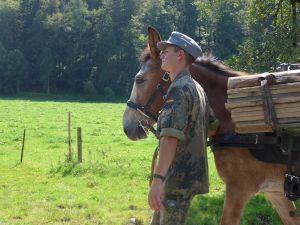 mt_gallery:Rosstag Rottach-Egern 2016